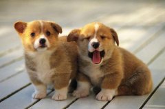 �����µĹ���ʲôϲ�g