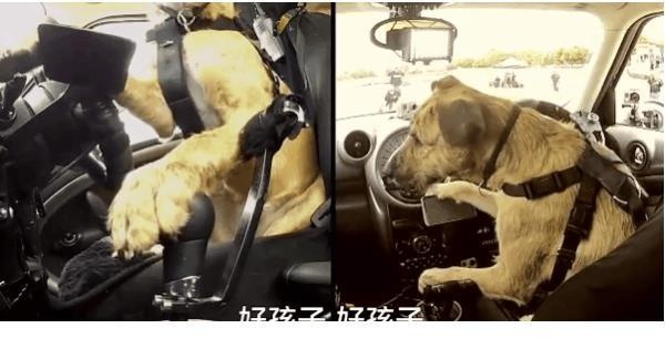 С��8�����ڌW���_܇�������m3ֻС�������һ���{�܇�v �ԹϾW�Ѳ�������